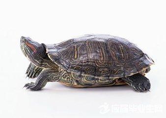 为什么人活80岁乌龟活200岁？科学家发现长寿关键